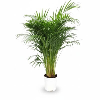 Areca Palm (Dypsis lutescens) - 110