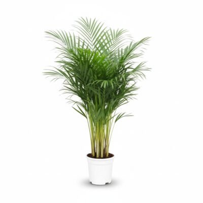 Areca Palm (Dypsis lutescens) - 110