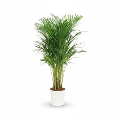 Areca Palm (Dypsis lutescens) - 130