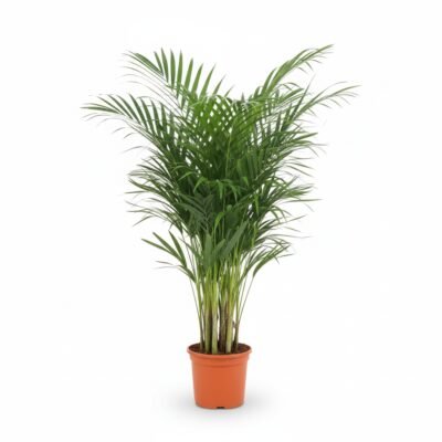 Areca Palm (Dypsis lutescens) - 130