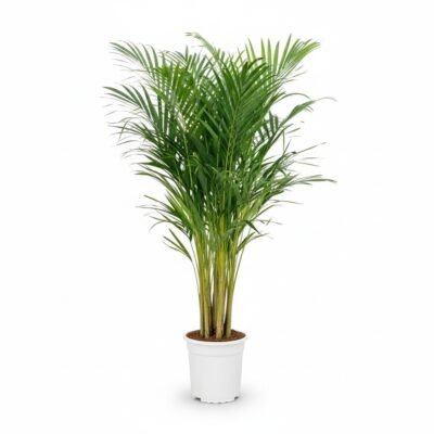 Areca Palm (Dypsis lutescens) - 115