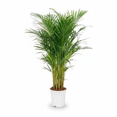 Areca Palm (Dypsis lutescens) - 100