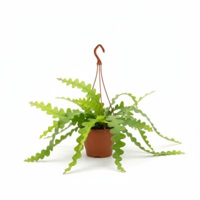 Epiphyllum anguliger - Hangend - 40