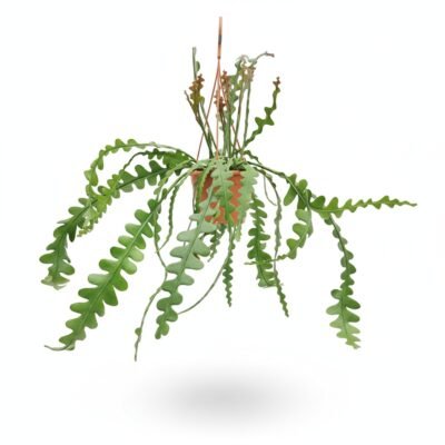 Epiphyllum anguliger - Hangend - 40