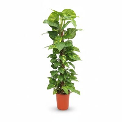 Epipremnum aureum - Op mosstok - 120