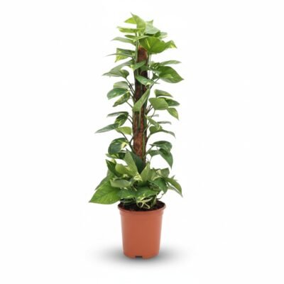 Epipremnum aureum 'Pinnatum' op mosstok - 80