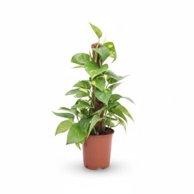 Epipremnum aureum 'Pinnatum' op mosstok - 60