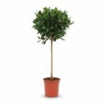 Ficus Australis op Stam - Tropische Sfeer