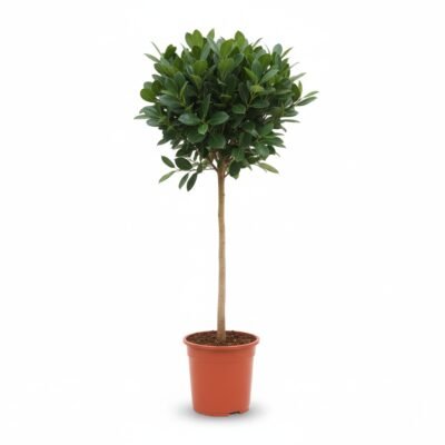 Ficus Australis op Stam - Tropische Sfeer