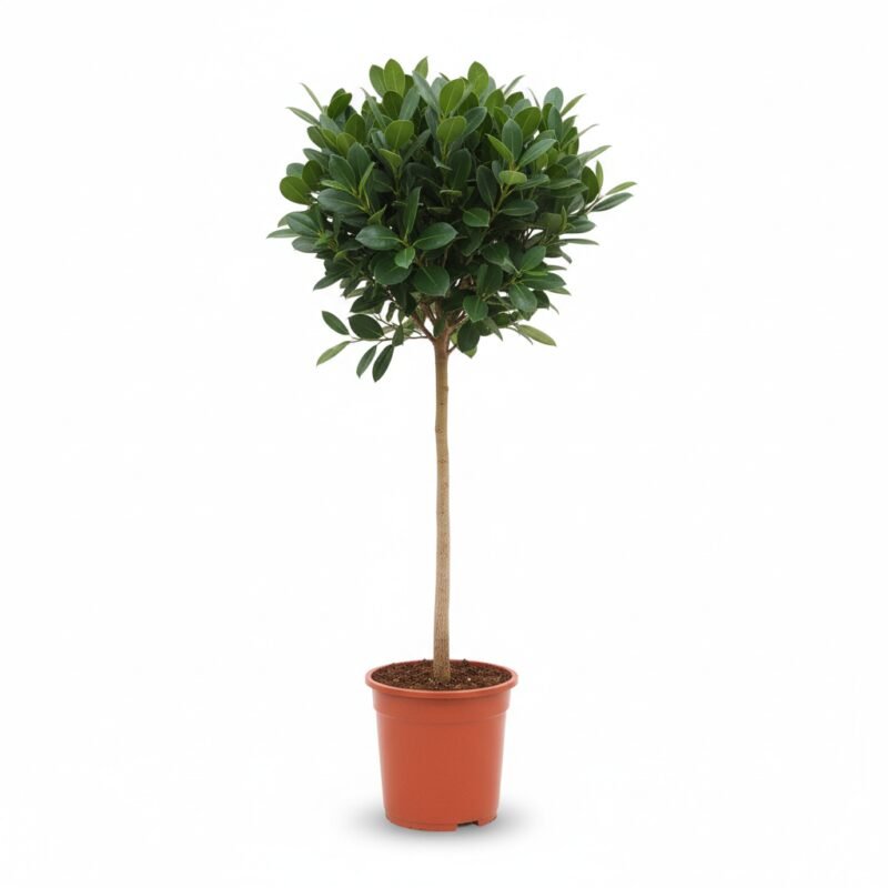 Ficus Australis op Stam - Tropische Sfeer