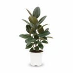 Ficus Robusta - Stijlvolle Kamerplant, 90 cm Hoog
