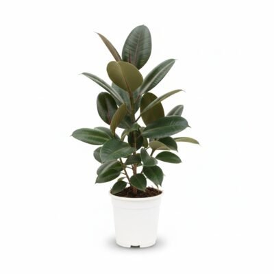 Ficus Robusta - Stijlvolle Kamerplant, 90 cm Hoog