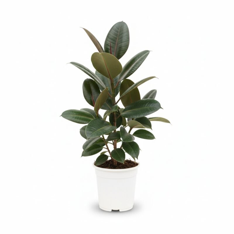 Ficus Robusta - Stijlvolle Kamerplant, 90 cm Hoog