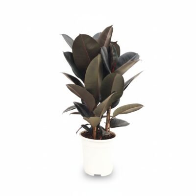 Ficus elastica 'Abidjan' - 80