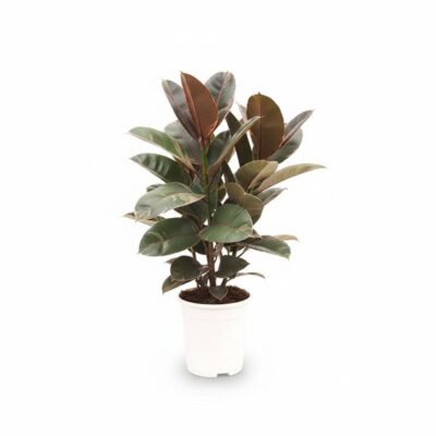 Ficus elastica Belize - Kleurrijke Kamerplant