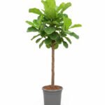 Ficus lyrata - Indrukwekkende Kamerplant