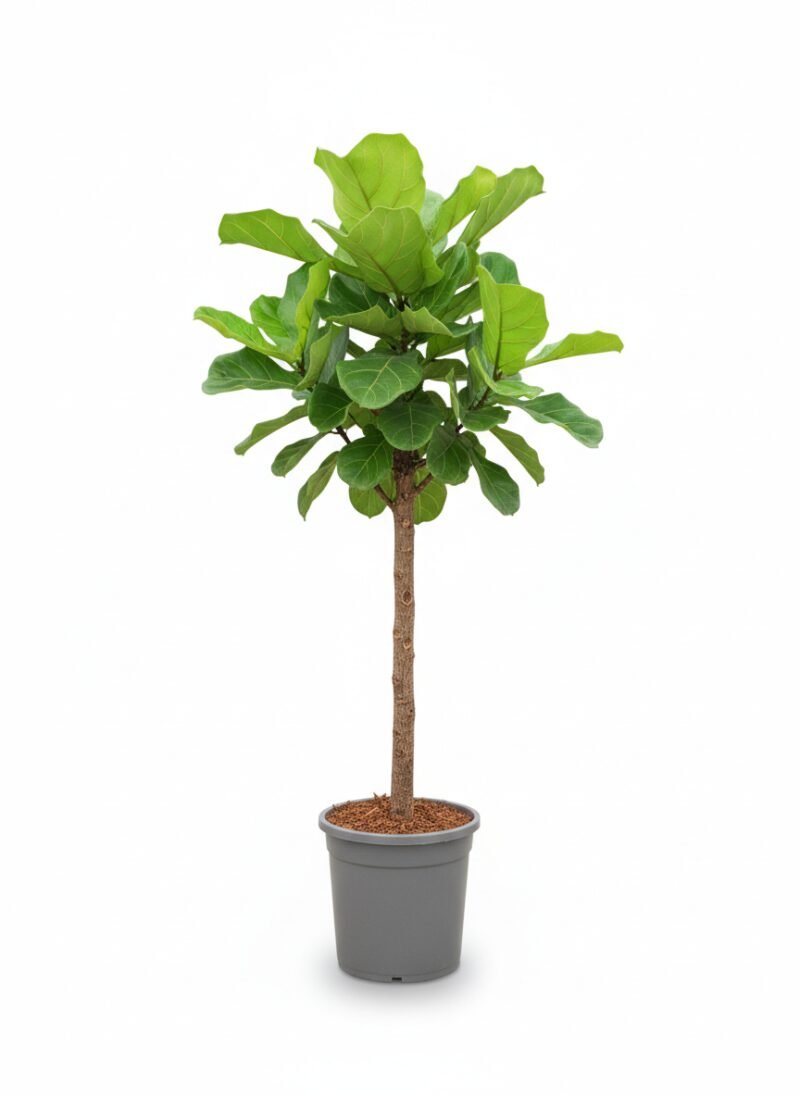 Ficus lyrata - Indrukwekkende Kamerplant