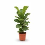 Ficus lyrata - 1pp