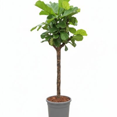 Ficus lyrata - Stam - 145