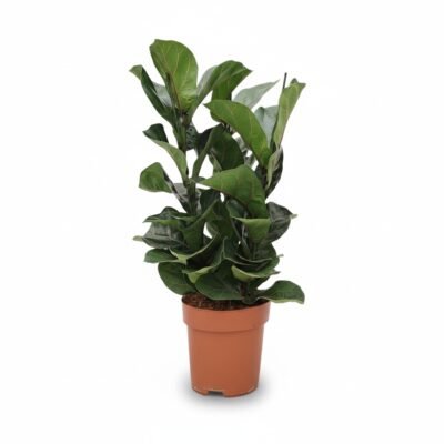 Compacte Ficus lyrata Bambino - 75 cm