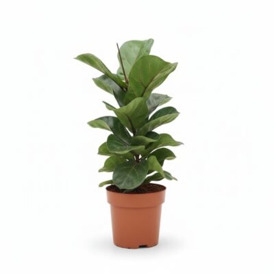 Ficus lyrata - 1pp - 75