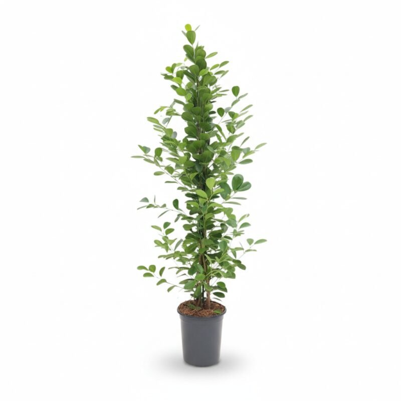 Ficus Moclame kamerplant 170 cm