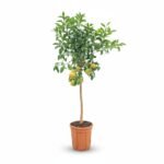 Grapefruit op Stam - Mediterrane Eyecatcher