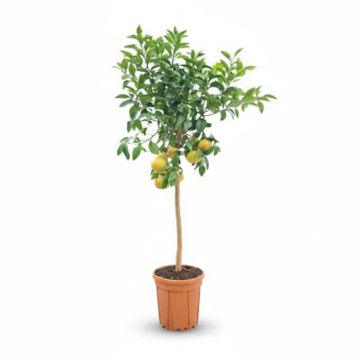 Grapefruit op Stam - Mediterrane Eyecatcher