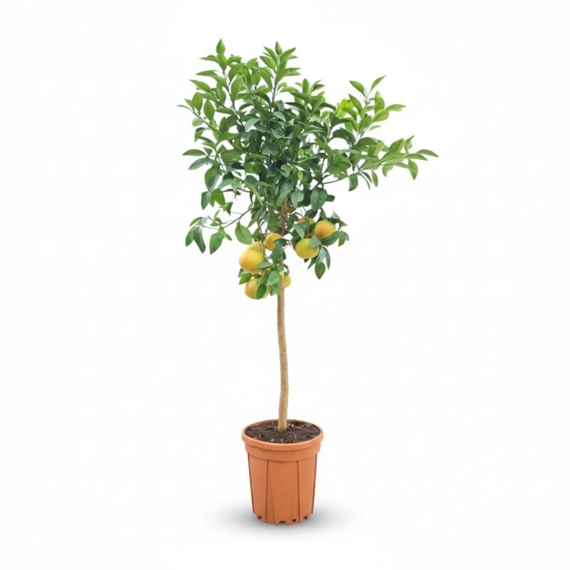 Grapefruit op Stam - Mediterrane Eyecatcher