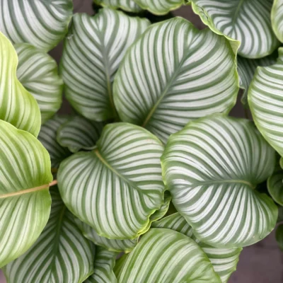 Calathea Orbifolia – Grote Bladplant met Zilvergroene Strepen - afbeelding 2
