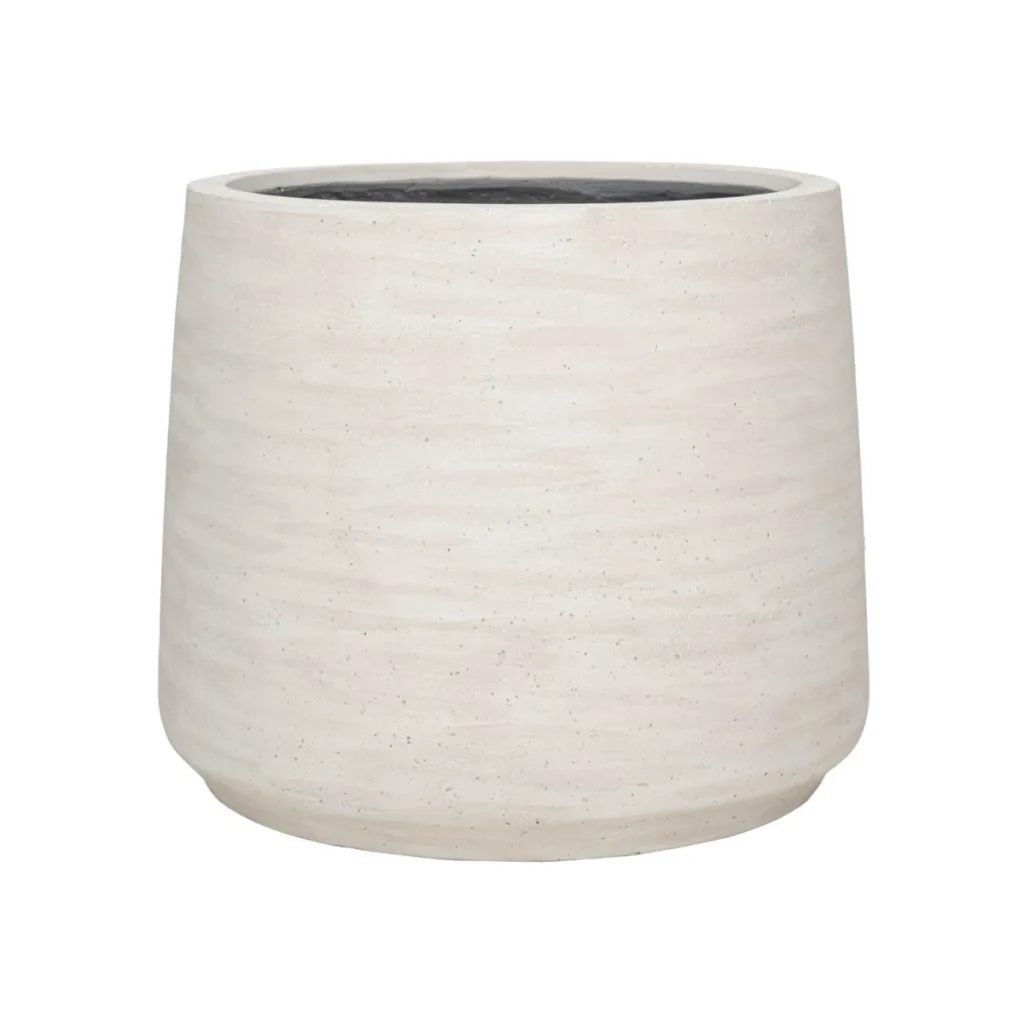 Jumbo Patt Ivory kopen bij Plantscount