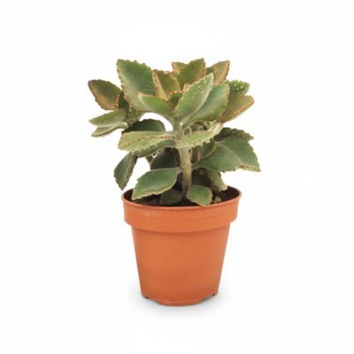 Kalanchoe beharensis Fang - Toef - 27