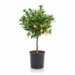 Kumquat op Stam - Mediterrane Sfeer voor Thuis