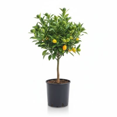 Kumquat op Stam - Mediterrane Sfeer voor Thuis