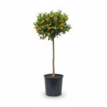 Kumquat op stam - Citrusboom 95 cm