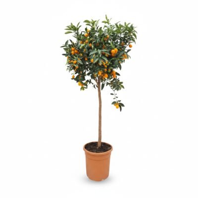 Kumquat op Stam - Exotische Kamerplant 130 cm