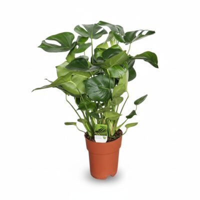 Monstera deliciosa - Tropische Blikvanger