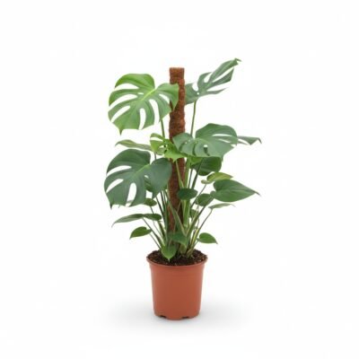 Monstera deliciosa mosstok - 85 cm