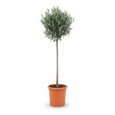 Olea op stam 175 cm - Olijfboom