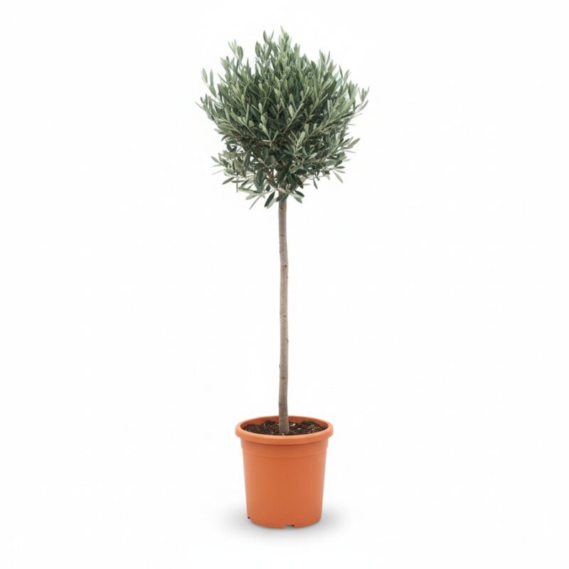 Olea op stam 175 cm - Olijfboom
