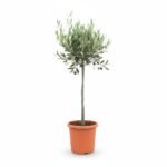 Olea op Stam - Mediterrane sfeer in huis