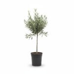 Olea op Stam - Olijfboom 50 cm
