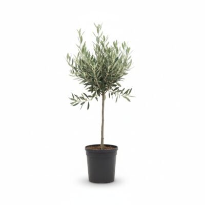 Olea op Stam - Olijfboom 50 cm