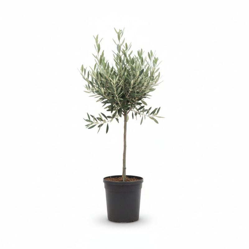 Olea op Stam - Olijfboom 50 cm