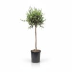 Olea on stem - Olijfboom 190 cm