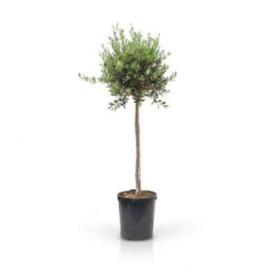 Olea on stem - Olijfboom 190 cm
