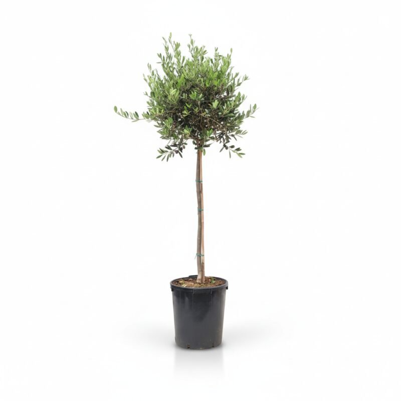 Olea on stem - Olijfboom 190 cm
