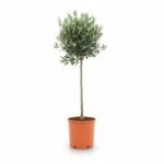 Elegante Olea op Stam 90 cm – Mediterrane Sfeer