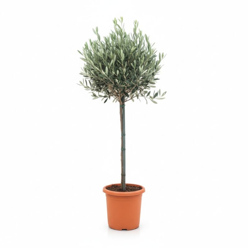 Olea op Stam – Mediterrane Sfeer Thuis