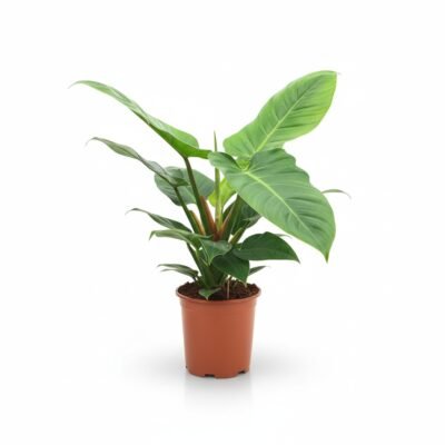 Philodendron Imperial Green - Luchtzuiverende kamerplant